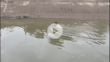 तारानगर: तारानगर नहर में डूबने से युवक की मौत मामले में गोताखोर नरेन्द्र सांगवान ने नहर से मोबाइल फोन ढूंढने में सफलता हासिल की