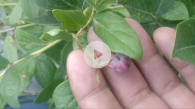 मोरंग: मूरंग गांव में ब्लूबेरी की लगी फसल, बागवान का ट्रायल हुआ सफल