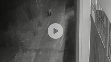 नौगावां सादात: गांव रामनगर में तेंदुए ने पशु को बनाया निवाला, घटना कैमरे में कैद हुई