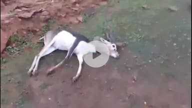 सांगोद: मोईकलां इलाके में घायल हरिण को युवाओं ने बचाकर वन विभाग को सौंपा, कर्मचारियों ने उसे मरने के लिए छोड़ दिया