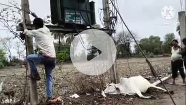 खुरई: कठेली गांव में करंट की चपेट में आकर गाय की हुई मौत, ग्रामीणों ने लाइनमैन से की थी डीपी में करंट फैलने की शिकायत
