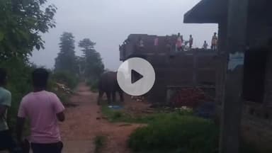 कुडू: कुडू प्रखंड के टीको मनातू गांव के रिहायशी इलाके में घुसा जंगली हाथी, ग्रामीणों में मची अफरा-तफरी