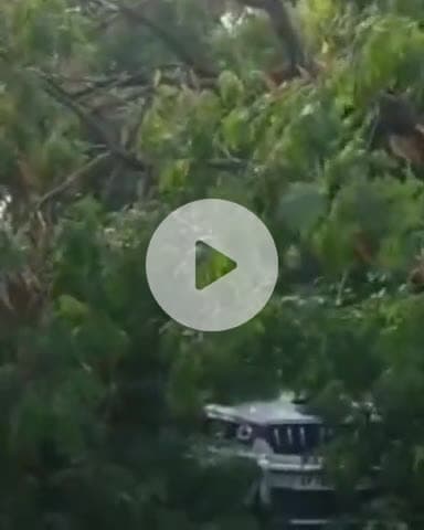 कानपुर: किदवई नगर में डॉक्टर की कार पर गिरा पेड़, शोर सुनकर लोगों ने चालक को निकाला बाहर