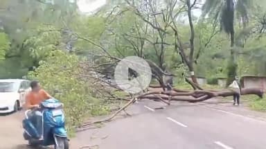 झांसी: केंद्रीय विद्यालय के पास बारिश के कारण पेड़ गिरा, राहगीरों को हुई आवागमन में परेशानी