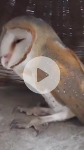 कानपुर: चकेरी HAL कॉलोनी की छत पर मिला बार्न आउल, लोगों ने वन विभाग को दी सूचना