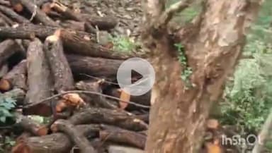 चितरंगी: चितरंगी पुलिस की अंतर्राज्यीय लकड़ी तस्करों पर बड़ी कार्रवाई, एक ट्रक खैर कीमती लकड़ी बरामद