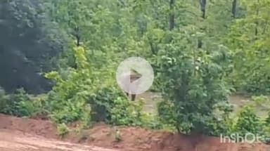 उदयपुर धरमजयगढ़: आमापाली में रिहायशी इलाके के नजदीक पहुंचा दल से बिछड़ा हुआ हाथी, वीडियो आया सामने