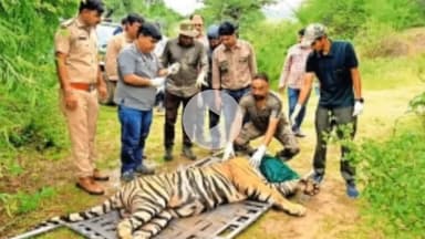बूंदी: रामगढ़ टाइगर रिजर्व के एंक्लोजर में मौजूद बाघ को खुले जंगल में छोड़ने की तैयारी, विभाग ने बदला रेडियो कॉलर
