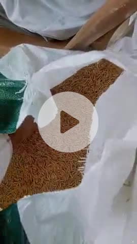 ये है धान 1692 भी और 1718भी 1010भी ओर 1509भी बहुत सी वेराइटी है जो मिल रही हैं नई मंडी जिसे किसान ले कर जाते और बोते है।