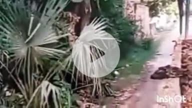 भाटपार रानी: बनकटा की भैंसही गांव में युवक का तलवार लहराते वीडियो हुआ वायरल, महिला ने लगाया धमकाने का आरोप, पुलिस जांच में जुटी