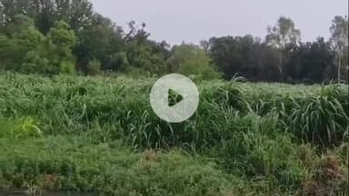 नौगावां सादात: नौगांवा तहसील क्षेत्र में तेंदुआ दिखाई देने से ग्रामीण हुए परेशान, वीडियो हुआ वायरल