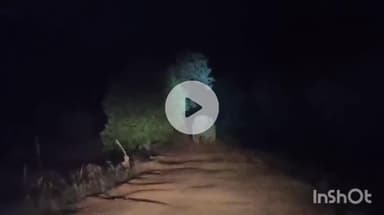 उदयपुर धरमजयगढ़: बरभौना में रिहायशी इलाके के नजदीक दिखा हाथी का एक दल, वीडियो आया सामने