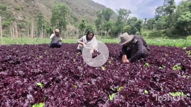 कंडाघाट: KVK कंडाघाट की टीम ने अश्वनी खड्ड का दौरा किया, विदेशी सब्जियों की खेती में किसानों को आ रही दिक्कतों की ली जानकारी