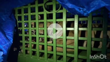 मेदिनीनगर (डालटनगंज): रांची के सिल्ली से रेस्क्यू किया ‘किला बाघ’, वन विभाग ने पलामू टाइगर रिजर्व में लौटाया