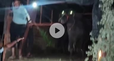 स्लीमनाबाद: स्लीमनाबाद बाईपास पर बजरंगियों ने गौवंश और भैंसों से भरे ट्रक को पकड़ा