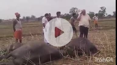 भभुआ: शांति नेत्रालय के पास सिवान में बिजली विभाग का तार अचानक टूटकर गिरने से पांच भैंसों की हुई मौत