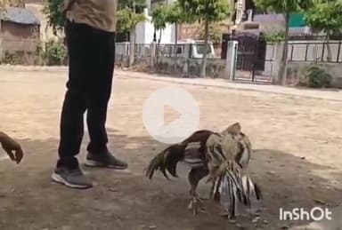 उरई: उरई में सट्टेबाजों का नया कारनामा, मुर्गों की लड़ाई में लगते हैं हजारों का सट्टा, वीडियो वायरल, जांच में जुटी पुलिस