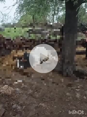 बल्देवगढ़: लखेरी में आकाशीय बिजली गिरने से एक बैल की मौत