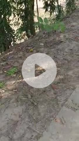 3,39000 हजार की लागत से आठ पौधे लगाए गए      
42375 ₹ प्रति पौधा है इस पौधे में चांदी के फल लगते हैं आप भी आकर देख ले