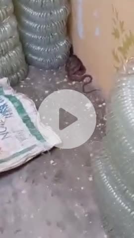 फिरोज़ाबाद: सेलई मरघटी के पास घर में निकला लंबा जहरीला सांप, सूचना पर वन विभाग टीम ने लिया हवाले, ग्रामीण बोले- आए दिन निकलता है