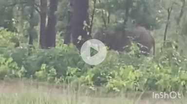 उदयपुर धरमजयगढ़: आमगांव में रिहायशी इलाके के नजदीक जंगल में हाथी दिखा, वीडियो आया सामने