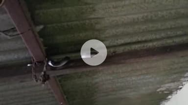 लाडपुरा: कोटा शहर के कंसुआ इलाके में एक घर के पंखे पर आया कोबरा साँप, रहवासियों में बना डर, सांप को जंगल में छोड़ा गया