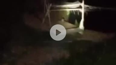 नौगावां सादात: नौगांवा के गांव अलीपुर कला में दिखाई दिया तेंदुआ, लोगों ने वीडियो किया वायरल