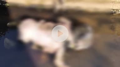 पोरसा: भिंड रोड पर नाले में मिला नवजात शिशु का शव, क्षेत्र में मची सनसनी