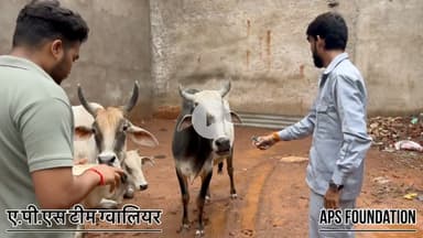 इसके पैर में सुजा घुस गया था कितना दर्द हो रहा होगा…

Respect Girls help poor help animals 

#apsgurjar #help #viral #support #gwalior