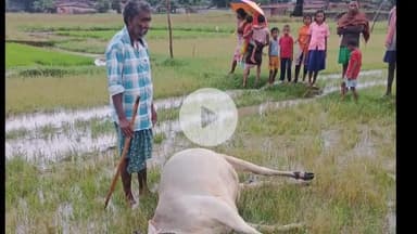 किस्को: बोंगा गांव में वज्रपात से गाय की मौत, किसान पर टूटा दुखों का पहाड़