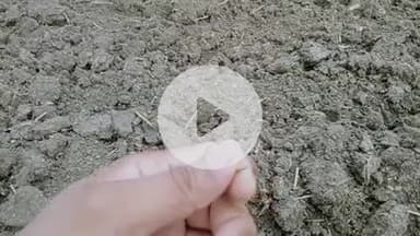 किसानो ने की बौनी पर अब हुई बड़ी समस्या बारिश न होने से धान का दाना नहीं नहीं बन पा रहा है पौधा।