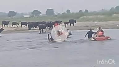 बागपत: जान को जोखिम में डालकर फल व्यापारी ने यमना नदी पार की, हैरान कर देने वाला मामला