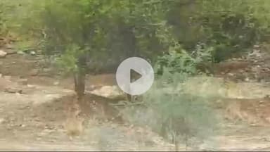 बूंदी: बजालिया एनक्लोजर में रखी गई बाघिन 2508 की स्वास्थ्य पर निगरानी कर रही टीम