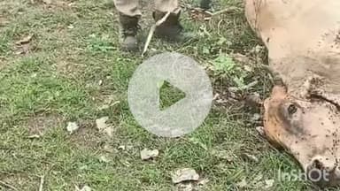 समुद्रपूर: बोथली शिवारात वाघाच्या हल्ल्यात गाय ठार: शेतकऱ्याचे ४० हजार रुपयांचे नुकसान