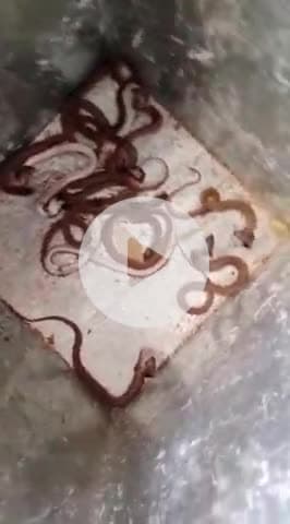 आरंग: ग्राम देवरी में एक घर से निकले कई सांप, वीडियो हुआ वायरल