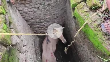पचोर: कुएं में गिरी नीलगाय को रेस्क्यू कर निकाला, रस्सी लेकर सुल्तानिया गांव की गलियों में दौड़ी, वीडियो आया सामने