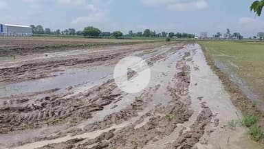 पूरनपुर: गांव मकरन्दपुर में पड़ोसी काश्तकार ने दूसरे के खेत में करवाई धान की रोपाई, पुलिस से की शिकायत