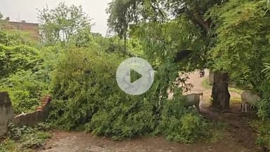 झांसी: डडियापुरा क्षेत्र के कल्लन शाह मोहल्ले में बारिश के कारण इमली का पेड़ गिरा, आवागमन बाधित