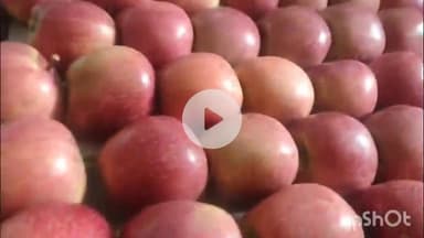 कंडाघाट: कंडाघाट के कोट गांव से सेब लेकर सेब मंडी सोलन पहुंचे किसान, ₹3100 मिले सेब के हाफ बॉक्स के दाम