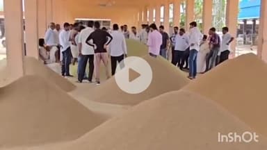 मेड़ता: मेड़ता सिटी कृषि उपज मंडी में शनिवार को जीरे के भाव में आई तेजी