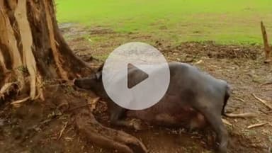 झांसी: रक्सा के ग्राम गेवरा में आकाशीय बिजली गिरने से दो भैंसों की हुई मौत, किसान को हुआ भारी नुकसान, मुआवजे की मांग की