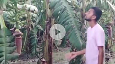 जयसिंहपुर: जुड़ऊपुर के किसान की सफलता लाखों की पढ़ाई के असार से गांव व क्षेत्र के लोगों को केले की खेती के लिए ,किया प्रेरित