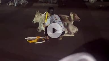 कटनी नगर: एनकेजे क्षेत्र के जुहला-जुहली बाईपास रोड पर सड़क पर बैठे मवेशियों के गले में बांधा गया रेडियम