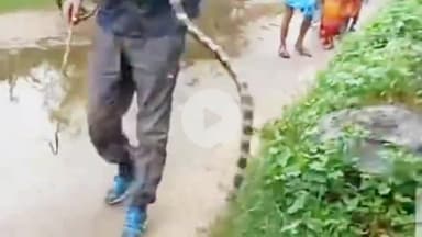 कलियासोल: कलियासोल में जहरीले सांप का रेस्क्यू किया गया, स्थानीय लोगों ने ली राहत की सांस