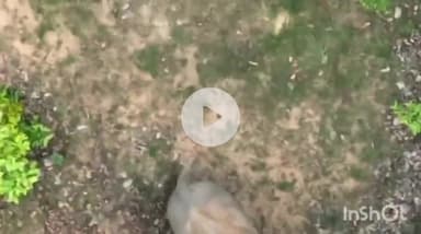 उदयपुर धरमजयगढ़: पुस्लदा जंगल में मस्ती कर रहे शावक हाथी को नर हाथी ने सिखाया सबक, ड्रोन फुटेज आया सामने