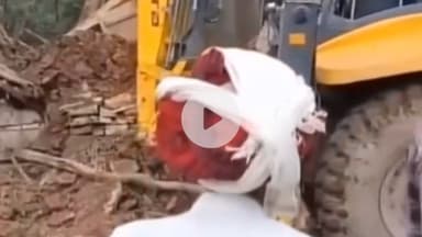 बूंदी: उपवन संरक्षक ने रामगढ़ विषधारी टाइगर रिजर्व के गुलखेड़ी गांव से 25 परिवारों को किया विस्थापित