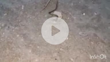 टोंक: बीसलपुर बांध विस्थापितों के धरना स्थल के पास जहरीले सांप ने मेंढक का किया शिकार, लोग दहशत में