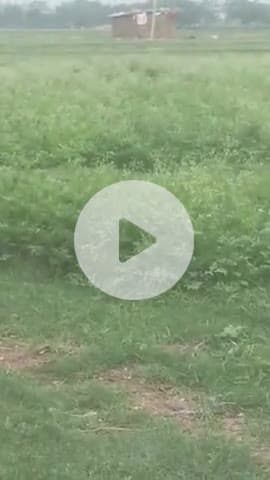 gaura shonavarasha Gaura me daru bikaraha hai nam jugesh yadav pita jaganarayan yadav