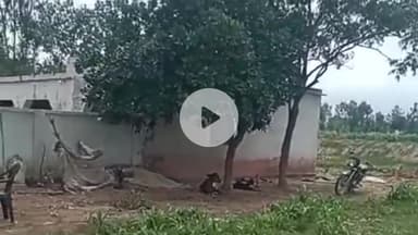 पूरनपुर: गांव चिरागा में बाघ की चहलकदमी से ग्रामीण परेशान, वन विभाग को दी गई सूचना