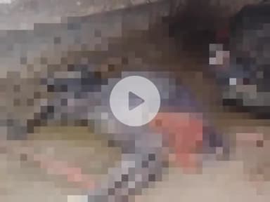 धनौरा: गांव हाशमपुर लम्बिया में करंट लगने से तीन पशुओं की हुई मौत, किसान को हुआ भारी नुकसान